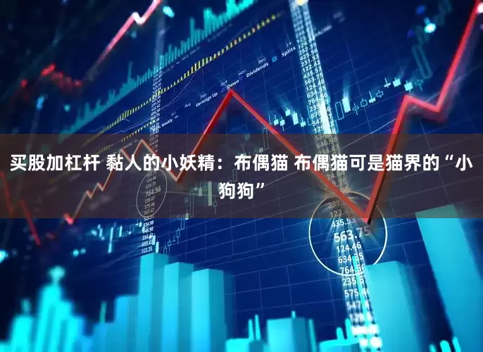 买股加杠杆 黏人的小妖精：布偶猫 布偶猫可是猫界的“小狗狗”